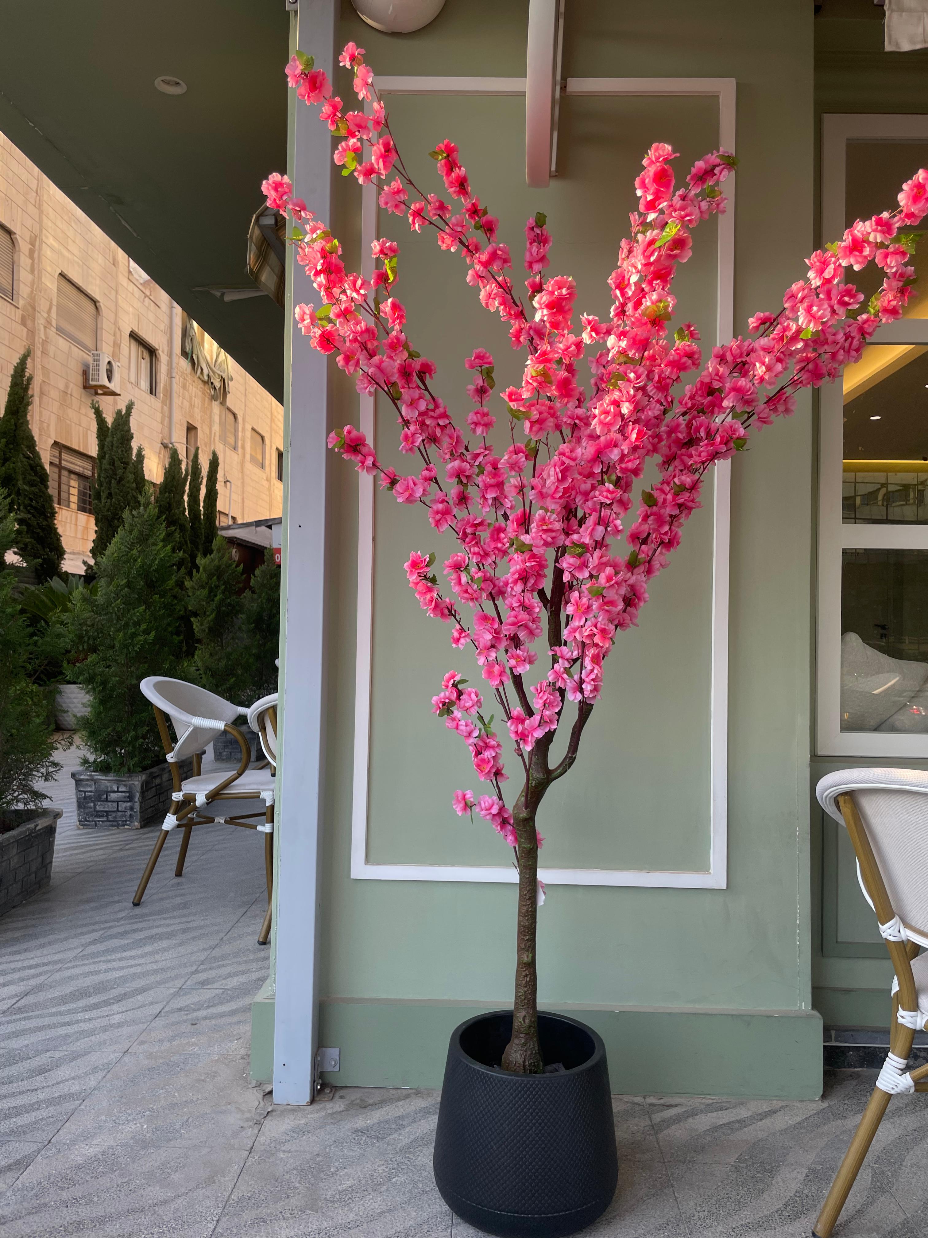 شجرة ورد اللوز