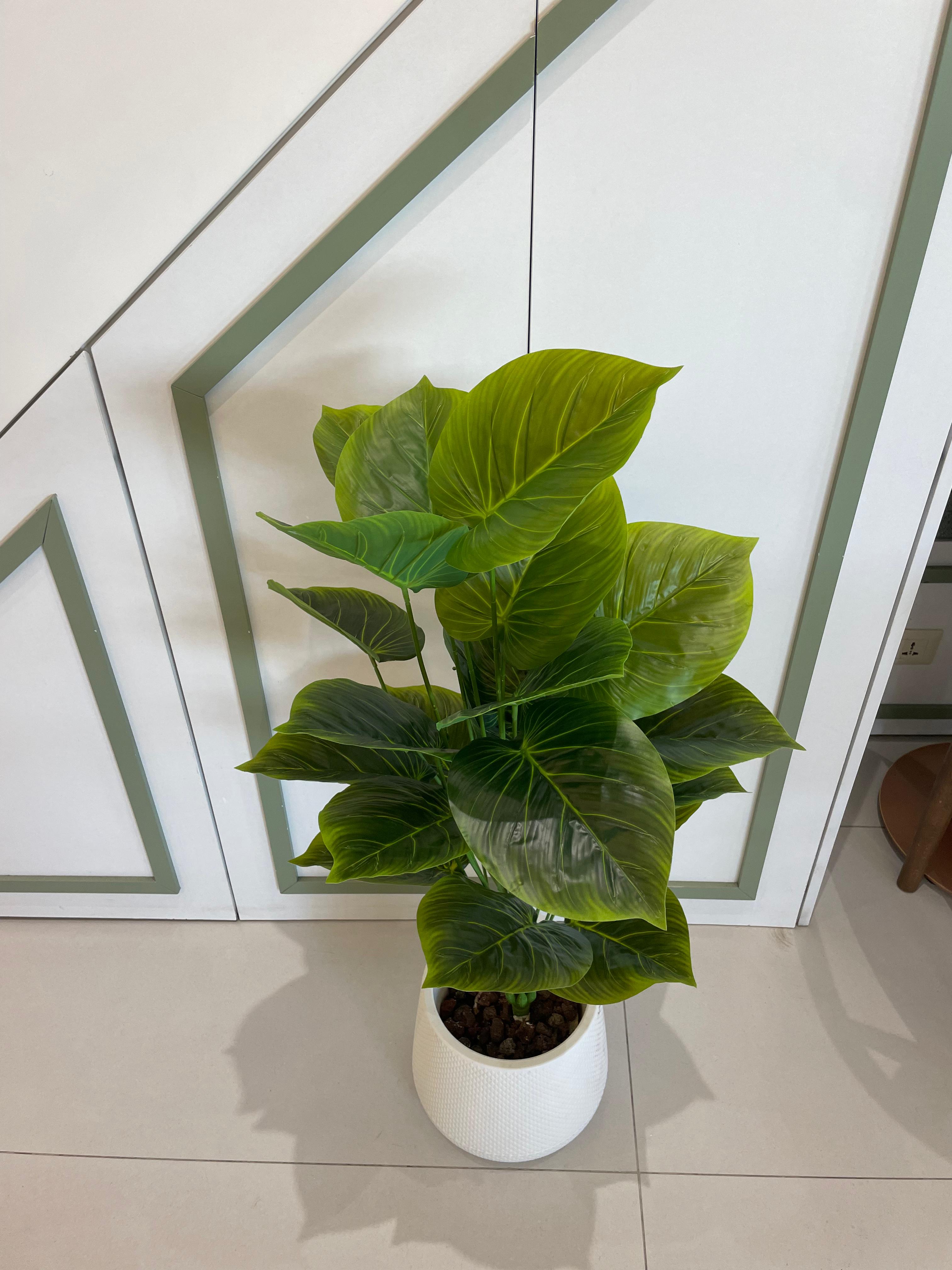 شجرة الالوكاسيا المقزمة