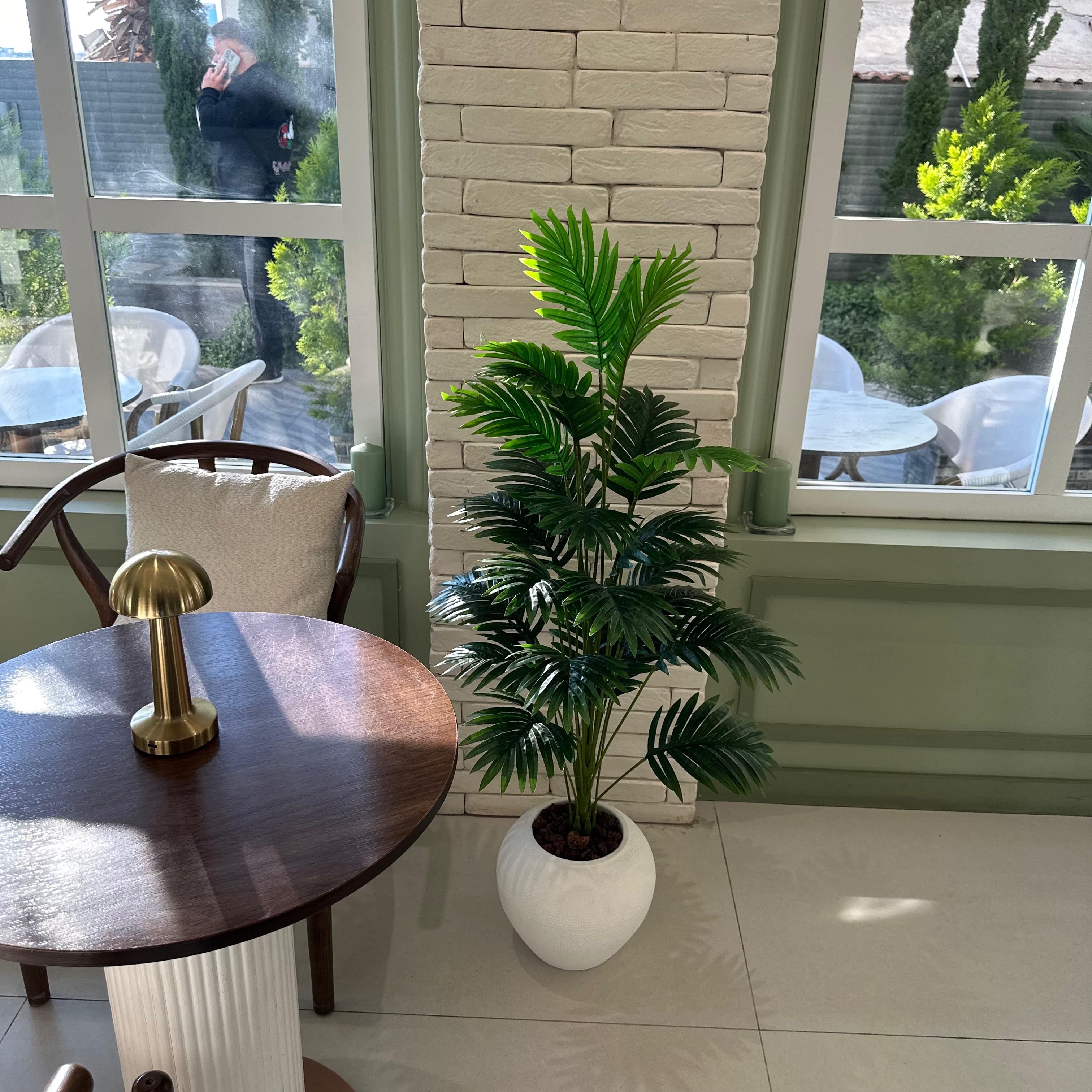 الاريكا المقزمة