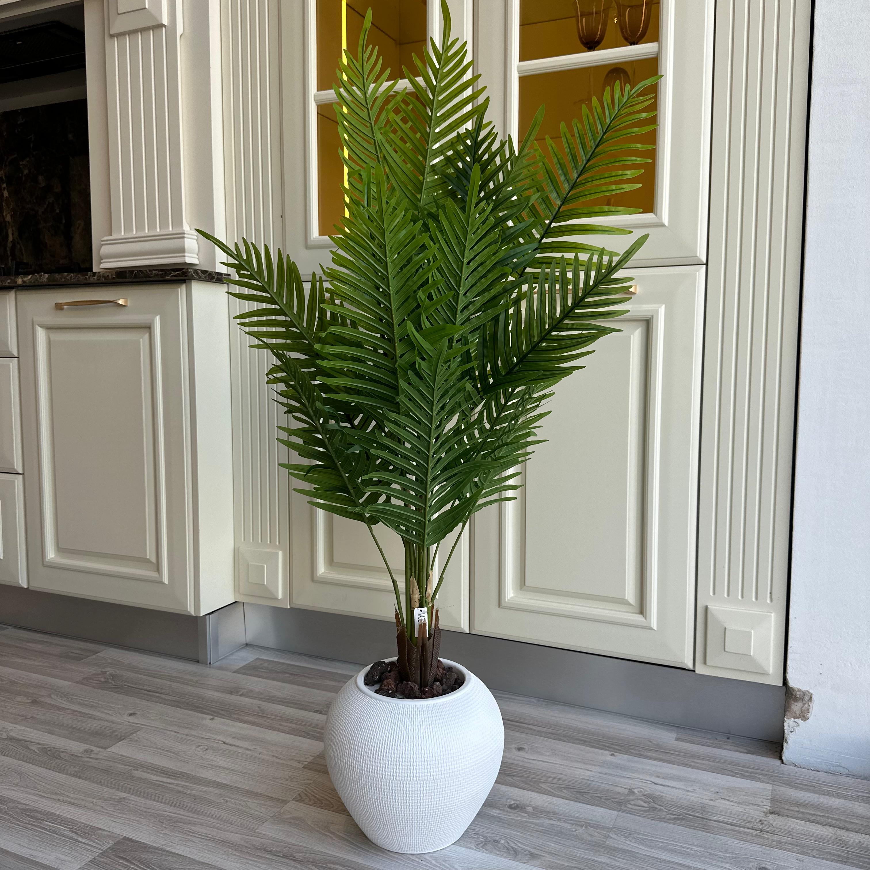 أوراق الاريكا المقزمة