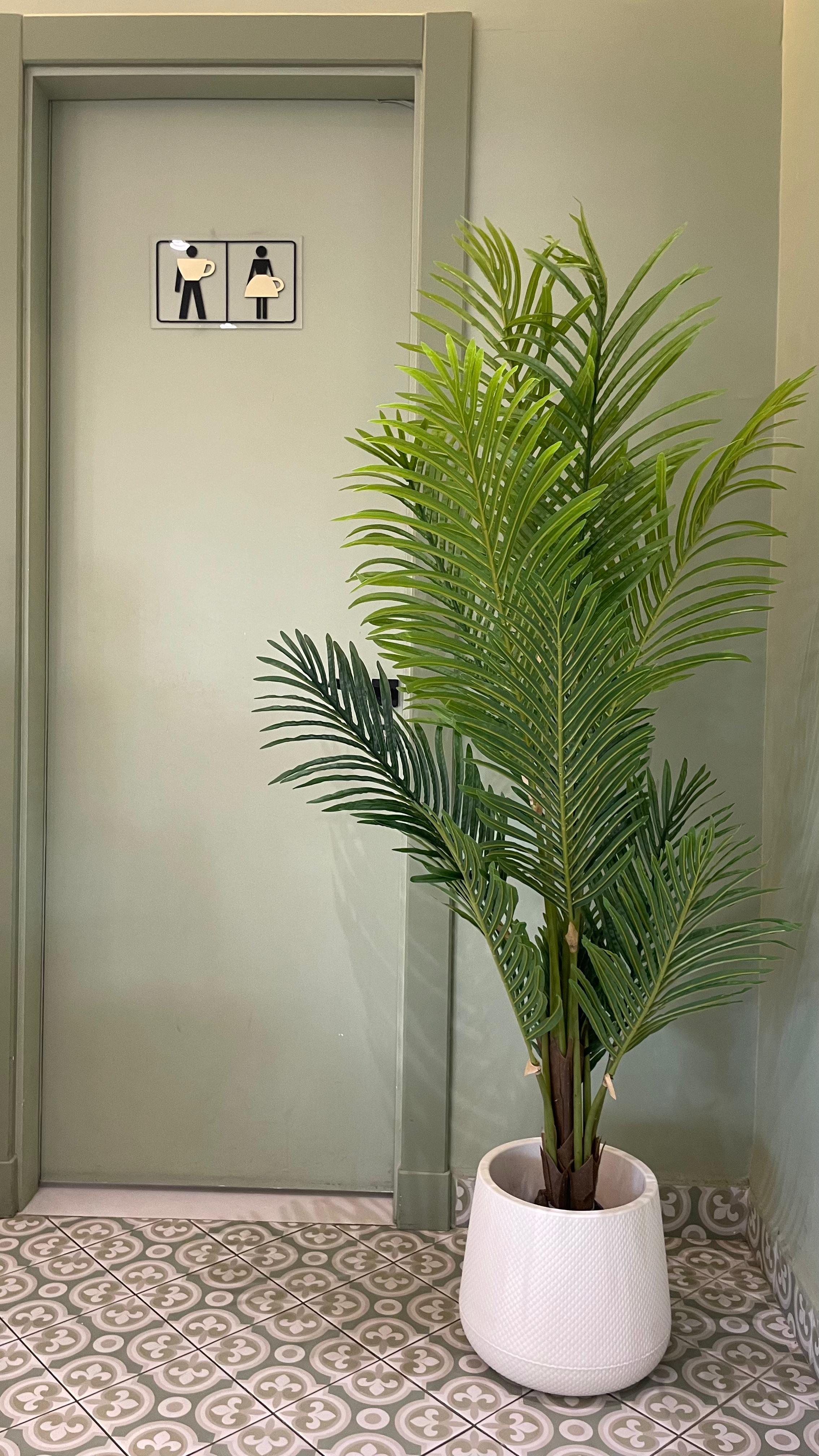 نخيل الأريكا