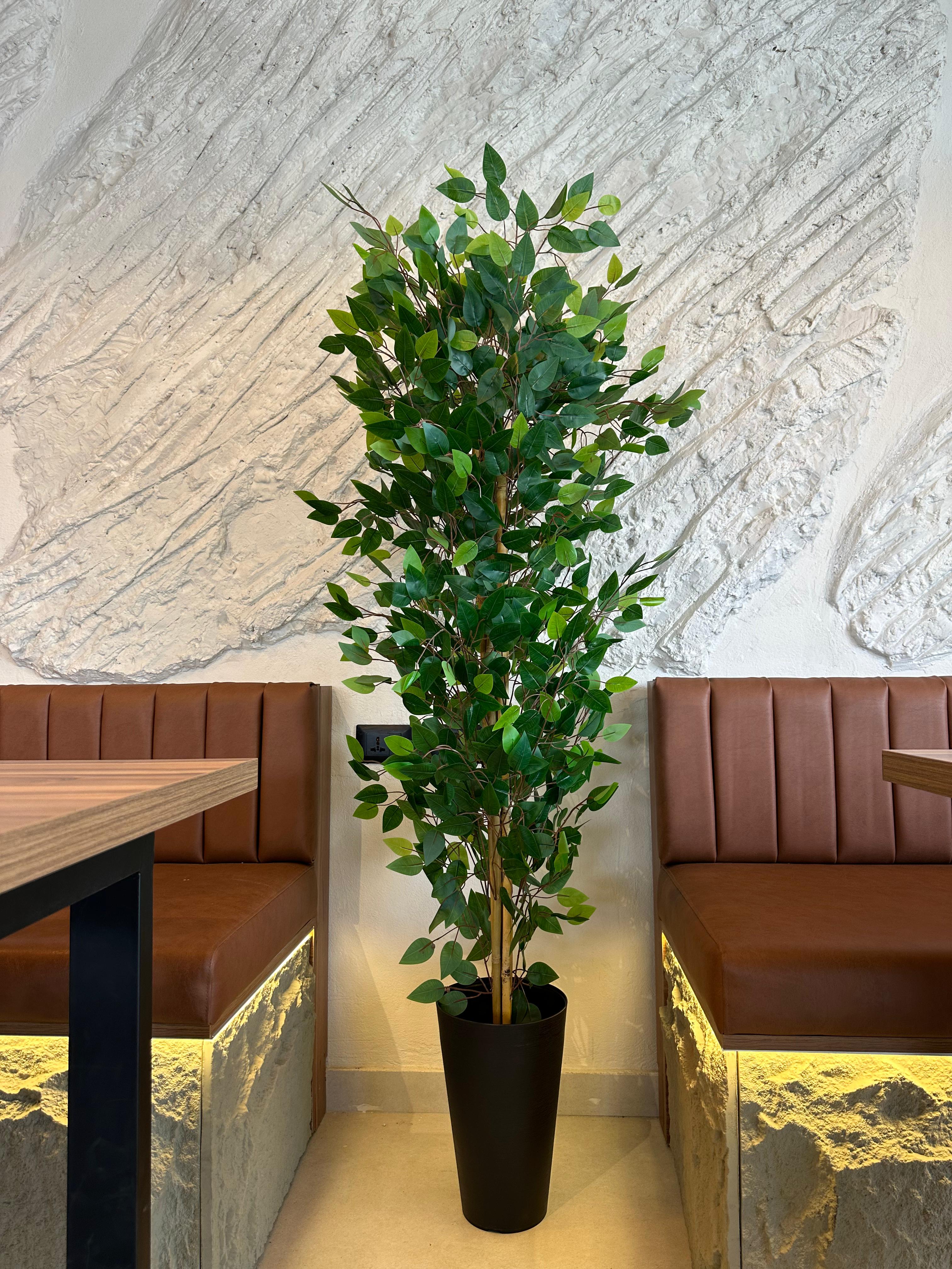 شجرة الفيكس