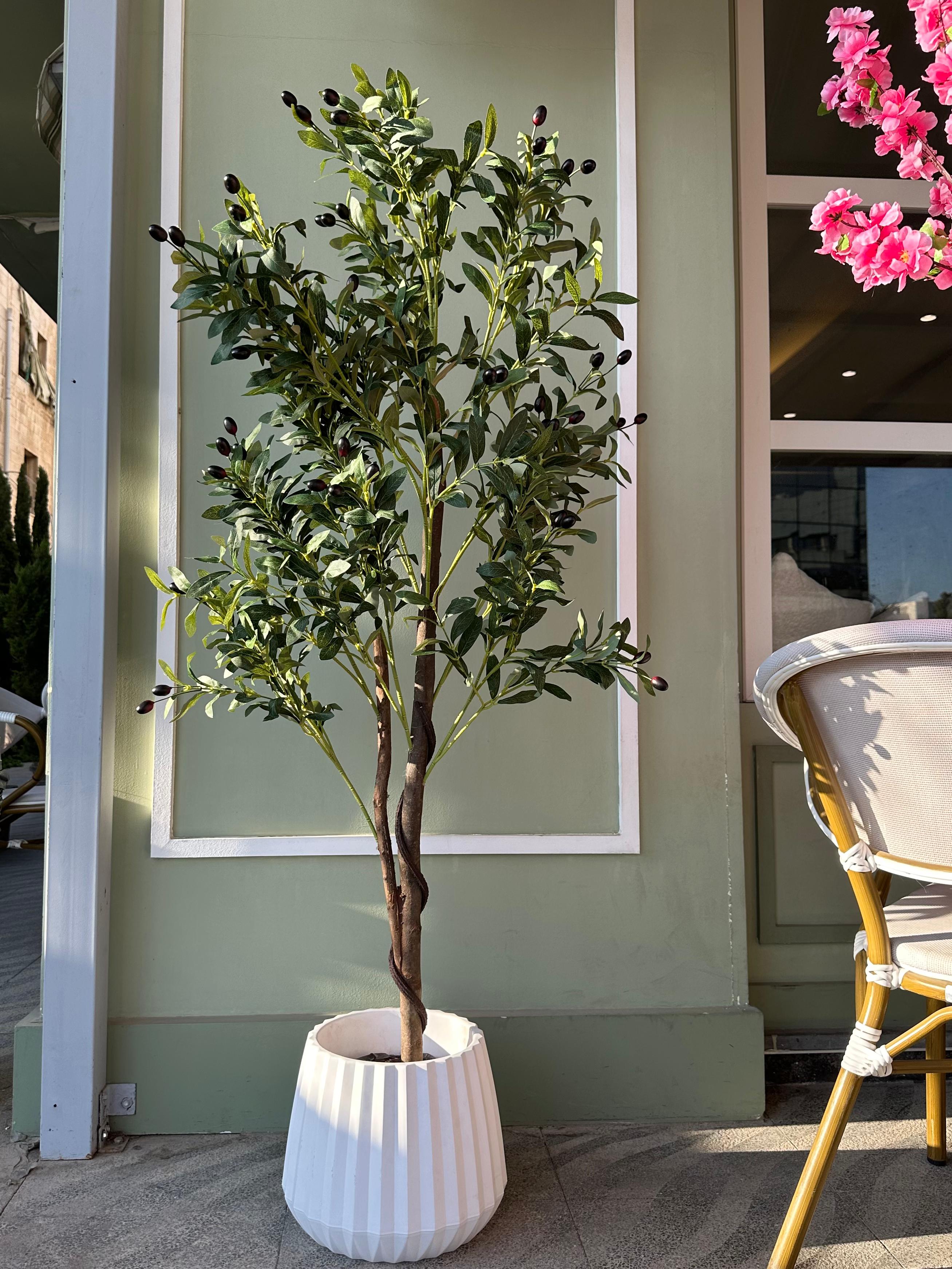 شجرة الزيتون