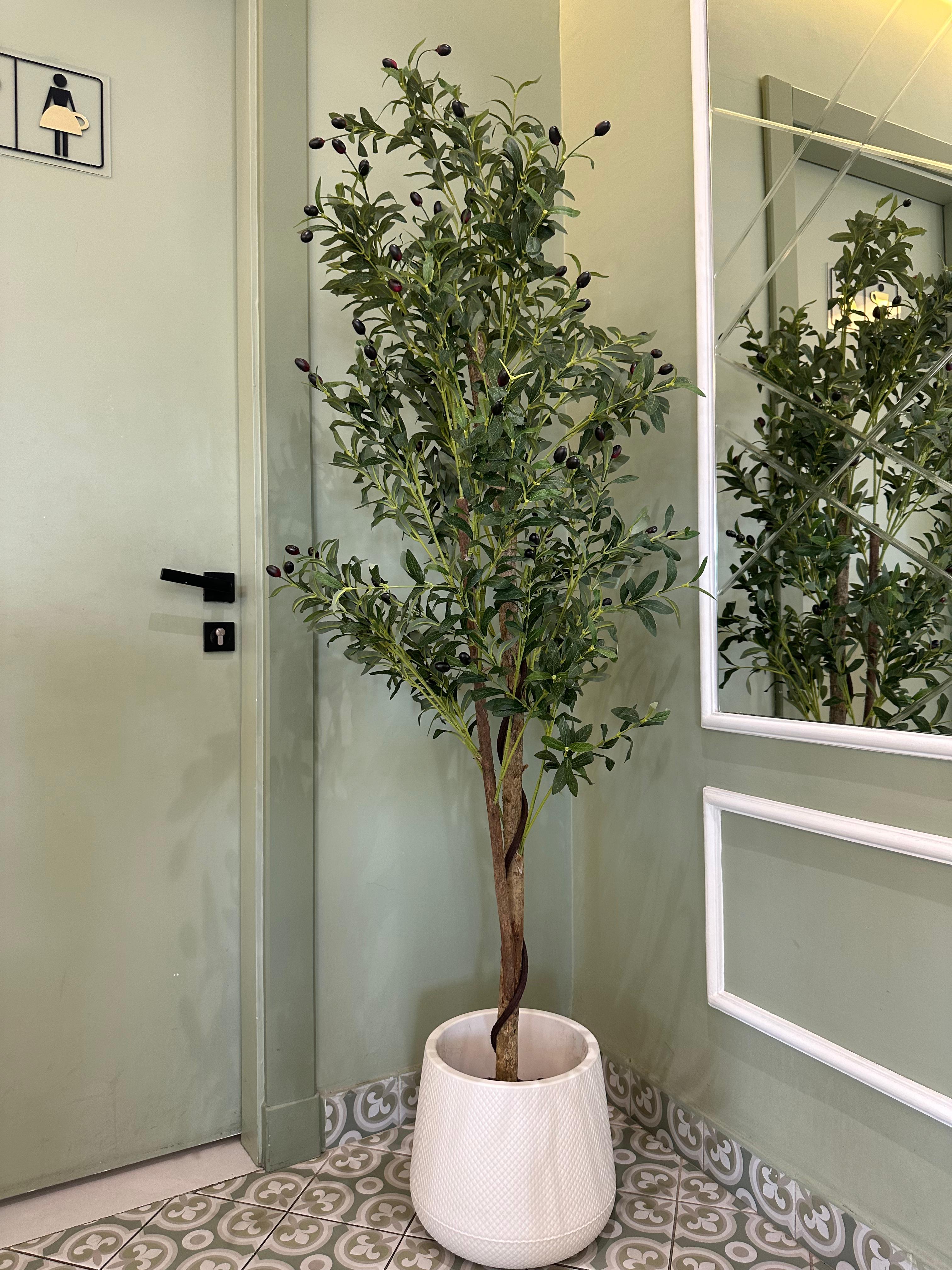 شجرة الزيتون