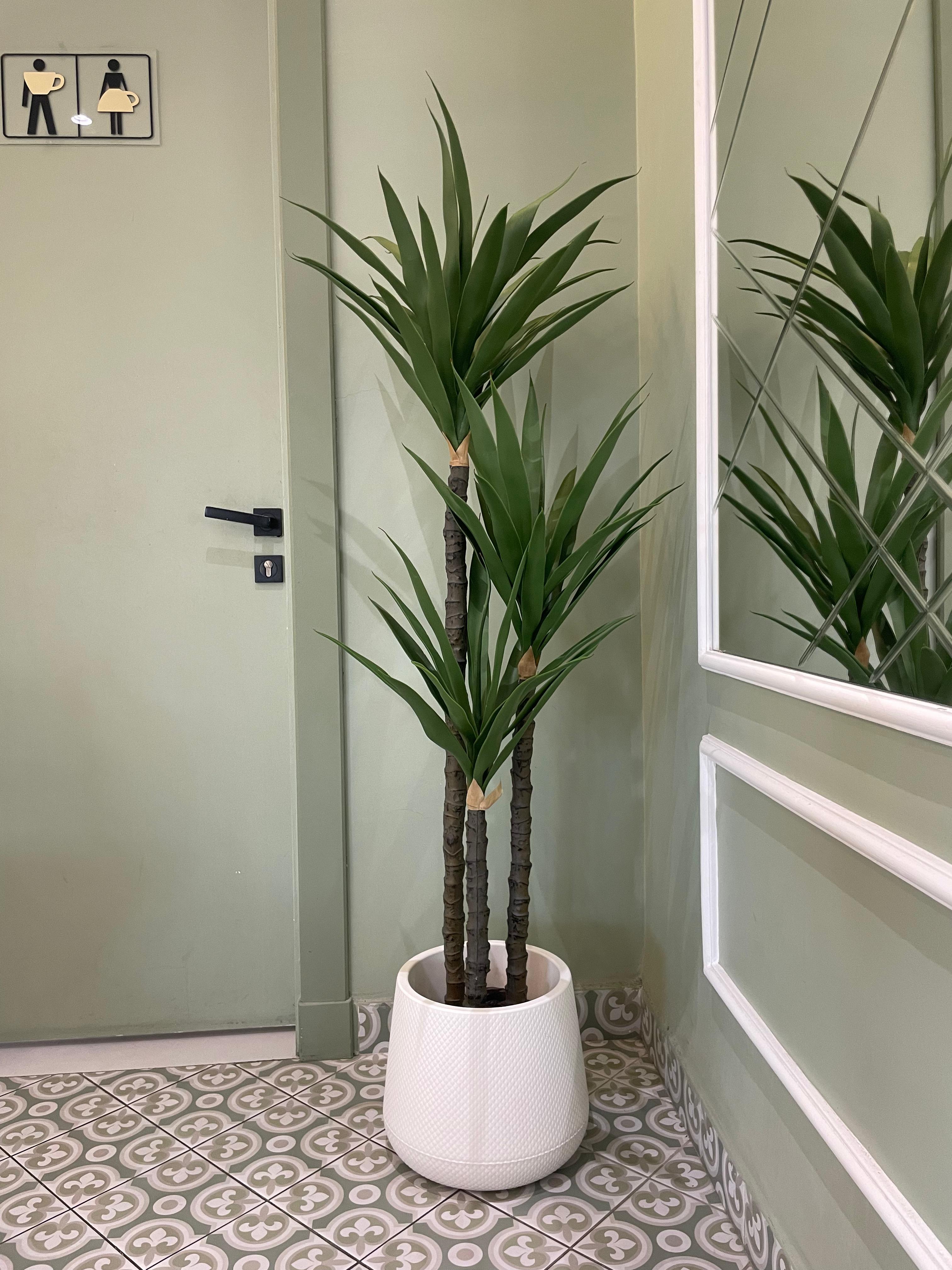 شجرة اليوكا